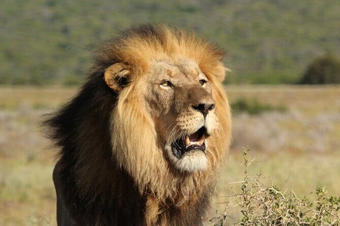 Private Half-Day Addo Elephant National Park Safari - Practical Details and Tips