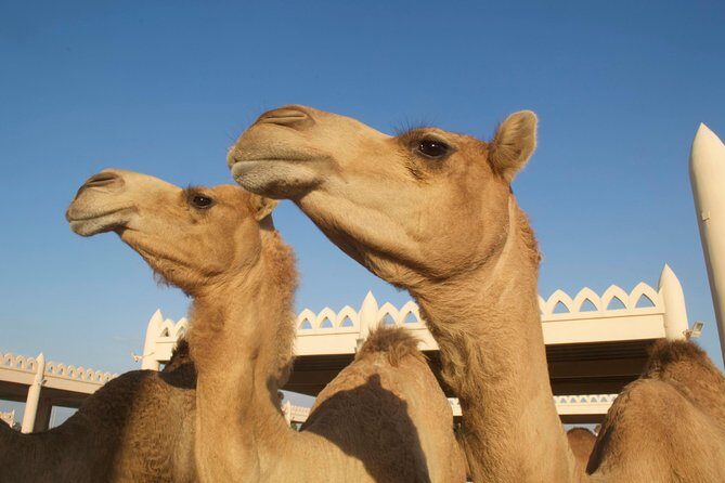 Private Half Day Bahrain Heritage Tour - The Burial Mounds and Ancient Royal Tombs