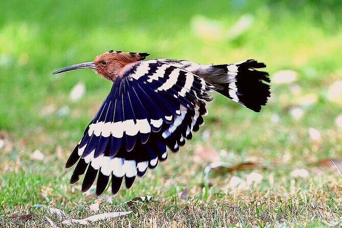 Private Half-Day Bird Watching Tour in Aswan - Key Points: