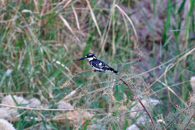 Private Half-Day Bird Watching Tour in Aswan - Who Should Book This Tour?