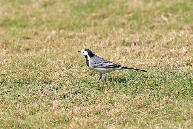 Private Half-Day Bird Watching Tour in Aswan - The Sum Up