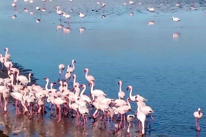Private Half Day Coast Tour of Walvis Bay and Swakopmund City - Who Should Book This Tour?