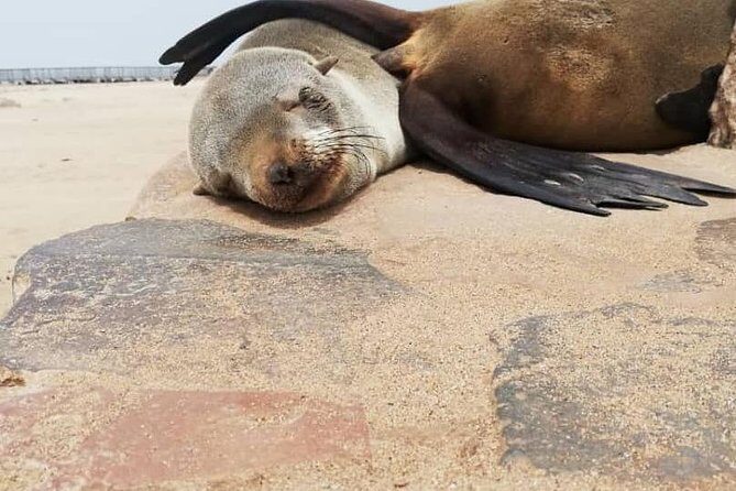 Private Half Day Coast Tour of Walvis Bay and Swakopmund City - FAQ