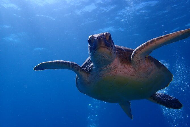 private-half-day-guided-snorkeling-charter-in-st-thomas