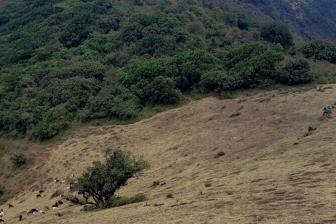 Private Half Day Hike to Ngong Hills from Nairobi - The Real Experience: What Travelers Say