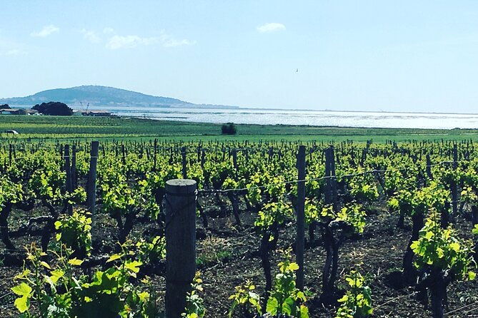 private-half-day-languedoc-wine-tour-from-sete