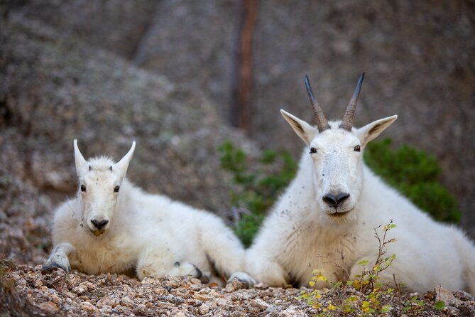 private-half-day-mt-rushmore-black-hills-tour