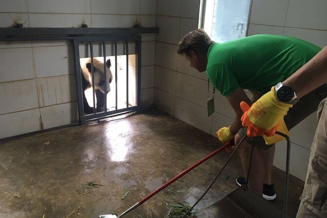 Private Half Day Panda Volunteer Tour - Is it Worth the Price?
