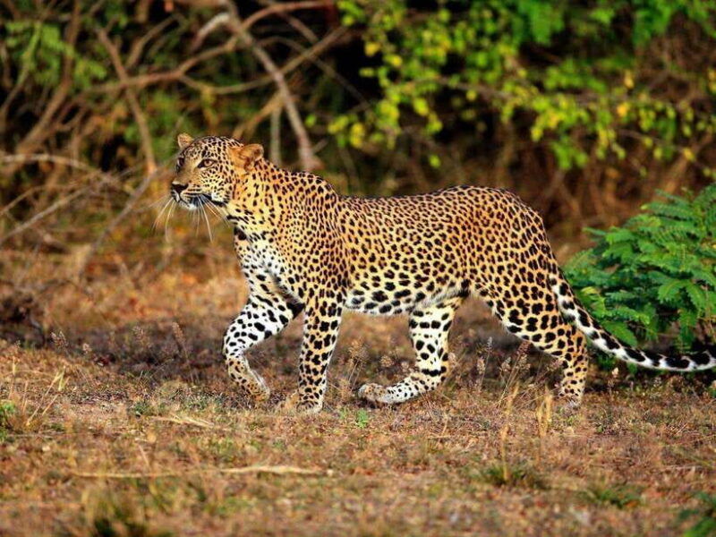 private-half-day-safari-at-yala-national-park