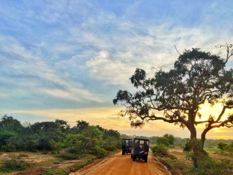 private-half-day-safari-at-yala-national-park