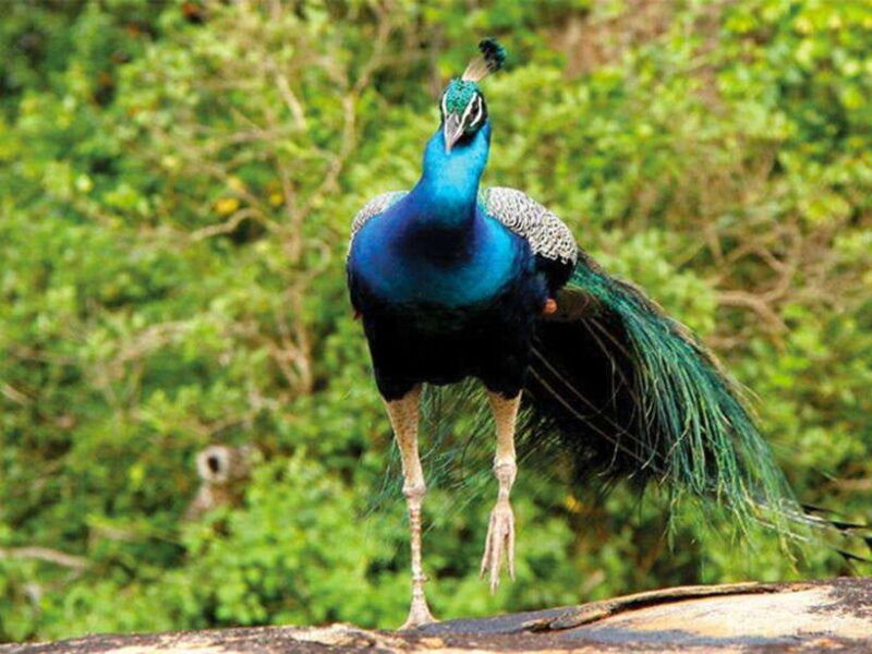 private-half-day-safari-at-yala-national-park
