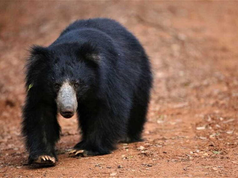 private-half-day-safari-at-yala-national-park