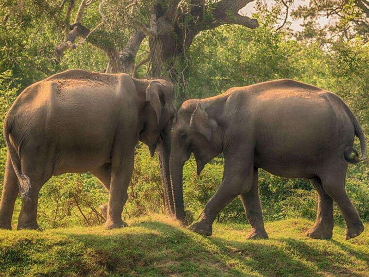 private-half-day-safari-at-yala-national-park