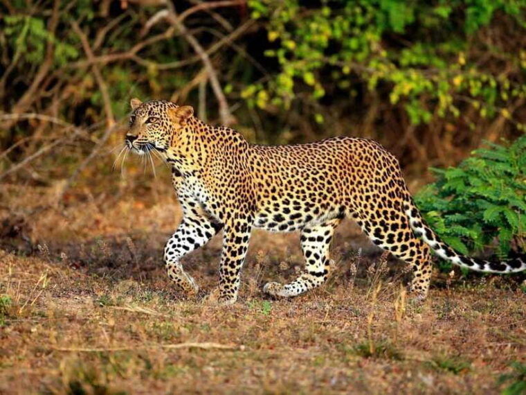 private-half-day-safari-at-yala-national-park