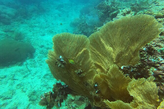 Private Half-Day Scuba Diving with expert (1Dive) - A Closer Look at the Experience