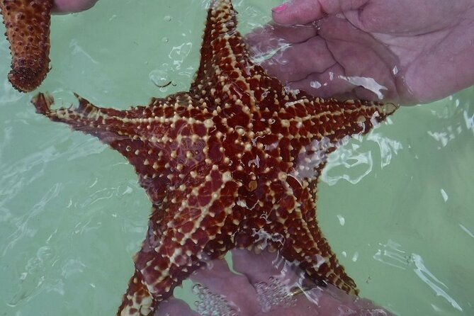 private-half-day-stingray-city-snorkeling-and-starfish-beach-tour