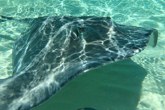 private-half-day-stingray-city-snorkeling-and-starfish-beach-tour