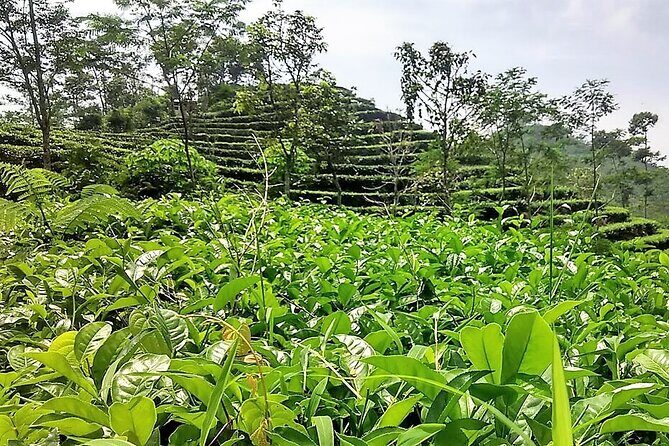 Private Half-Day Tea Village Discovery with lunch in Yogyakarta - Introduction to the Tour