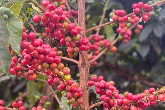Private Half-Day Tour in Fairview Coffee Farm from Nairobi - Practical Details and Why They Matter