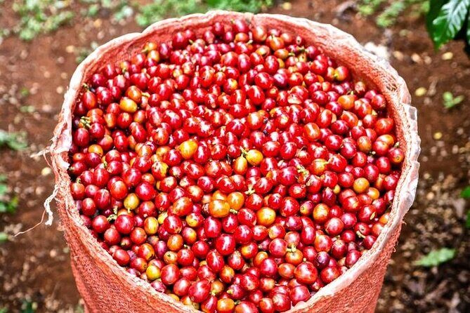 Private Half-Day Tour in Fairview Coffee Farm from Nairobi - FAQs