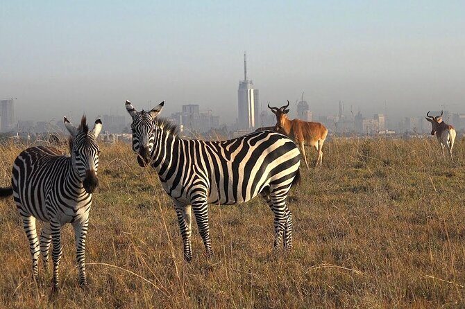 Private Half Day Tour in Nairobi National Park Safari - Key Points