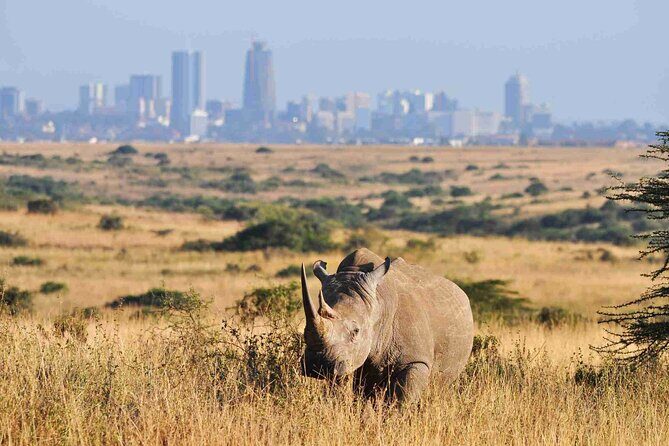 Private Half Day Tour in Nairobi National Park Safari - Detailed Breakdown of the Itinerary