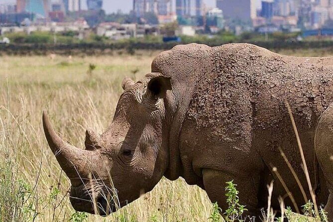 Private Half Day Tour in Nairobi National Park Safari - Practical Aspects to Consider