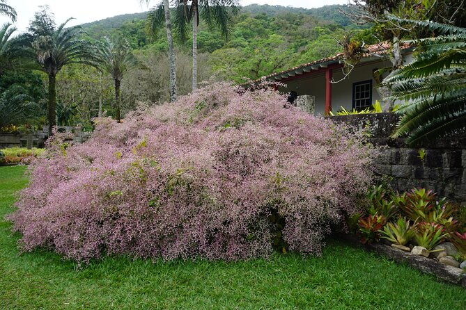 private-half-day-tour-in-sitio-roberto-burle-marx