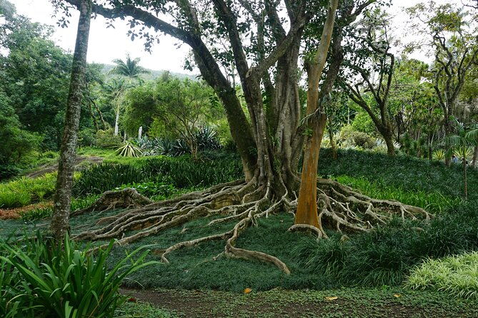private-half-day-tour-in-sitio-roberto-burle-marx