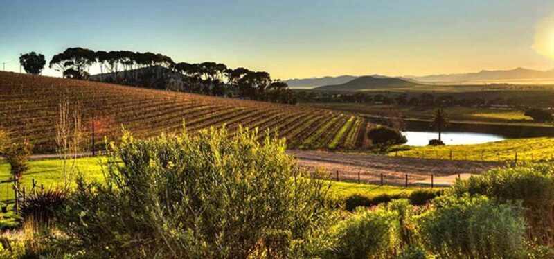 Private Half-day Tour of the Cape Winelands in Stellenbosch - The Sum Up