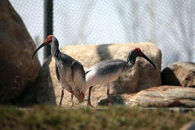 Private Half-Day Tour of Xi'an Panda Animal Protection Park - Value and Cost Analysis