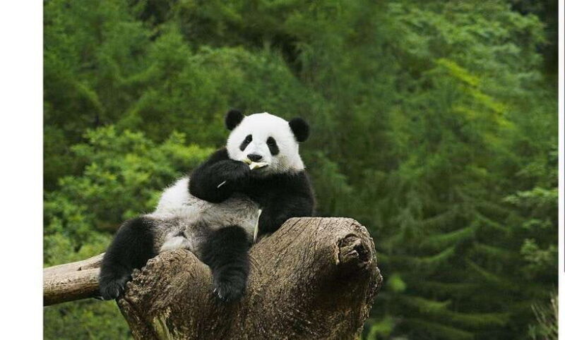 Private Half-Day Tour to Chengdu Panda Base - Key Points