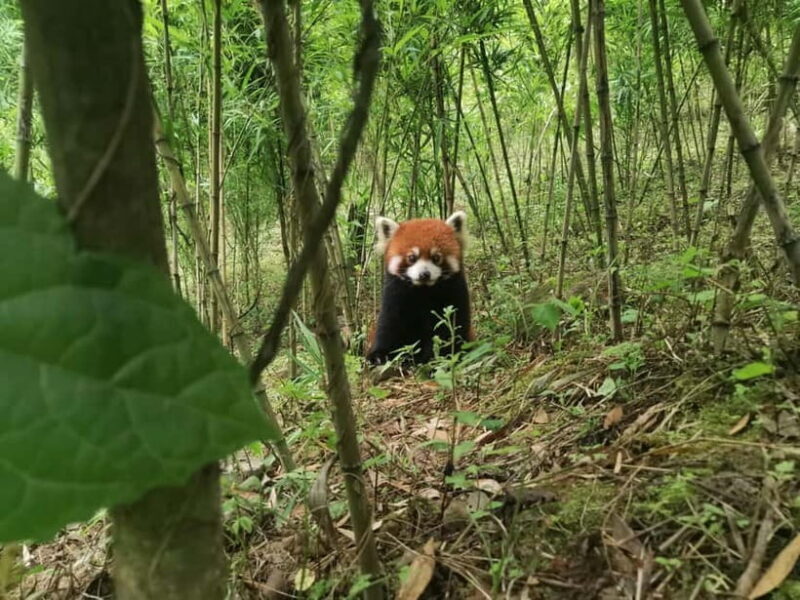 Private Half-Day Tour to Chengdu Panda Base - Exploring the Chengdu Panda Base: What to Expect
