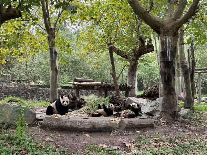 Private Half-Day Tour to Chengdu Panda Base - Panda Viewing and Conservation Insights