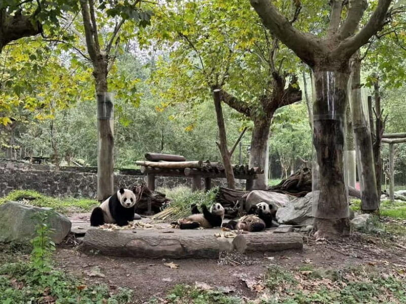 Private Half-Day Tour to Chengdu Panda Base - Encountering the Red Panda