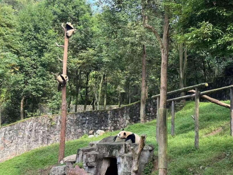 Private Half-Day Tour to Chengdu Panda Base - Learning About Conservation