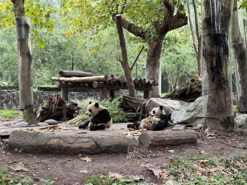 Private Half-Day Tour to Chengdu Panda Base - The Value of This Tour