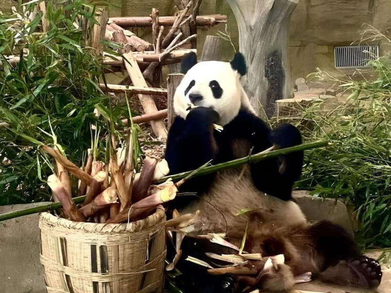 private-half-day-tour-to-chengdu-panda-breeding-center