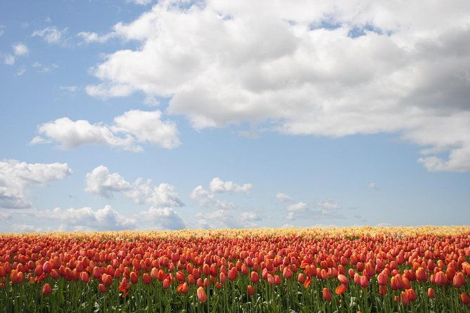 private-half-day-trip-from-amsterdam-to-the-tulip-fields-in-keukenhof