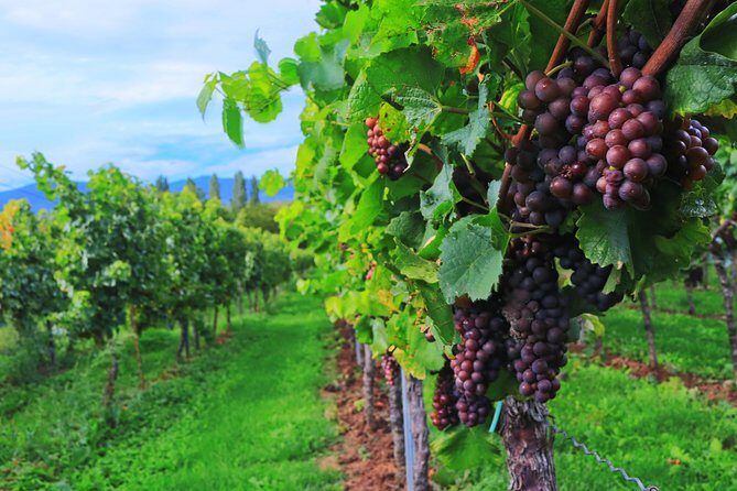 Private Half Day Wine Tasting tour: Road Of The Doges - Who Might Be Disappointed?