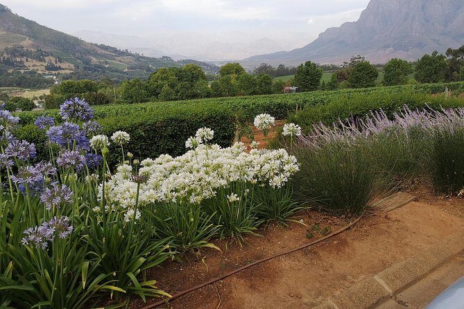 Private Half DayTour:Cape Winelands, Stellenbosch from Cape Town - Frequently Asked Questions