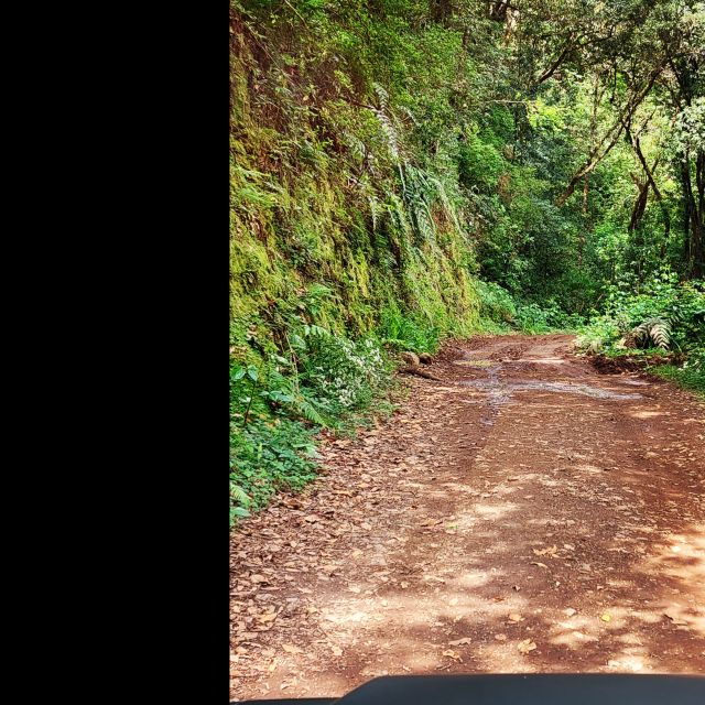 private-halfday-eucalyptus-forest-offroad