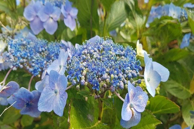 private-halfday-flower-palheiro-gardens-tour-2