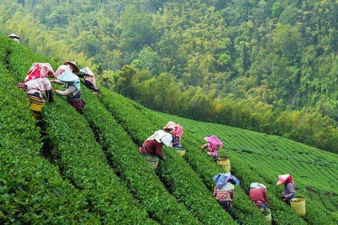 Private Hangzhou Tea Plantation and Garden Tour with Lunch - Final Thoughts: Who Will Benefit Most?