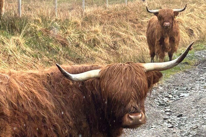 private-harry-potter-glenfinnan-viaduct-highland-edinburgh-tour-2