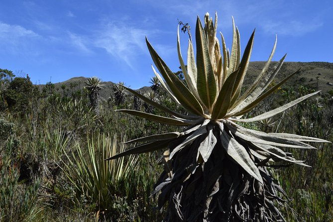 private-hike-chingaza-natural-park-from-bogota-10h