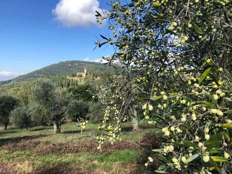 Private Hiking Florence Tour with Wine and Lunch or semi-pri - Exploring the Florence Hills: A Guided Hiking Experience with Wine and Lunch