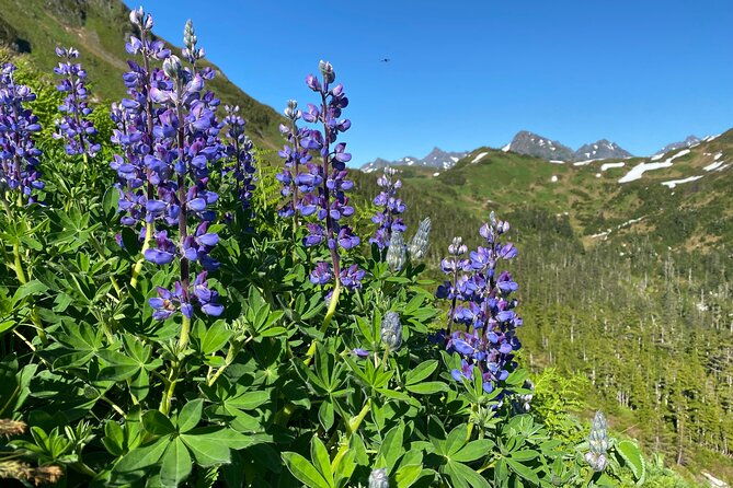 private-hiking-tour-in-sitka-alaska