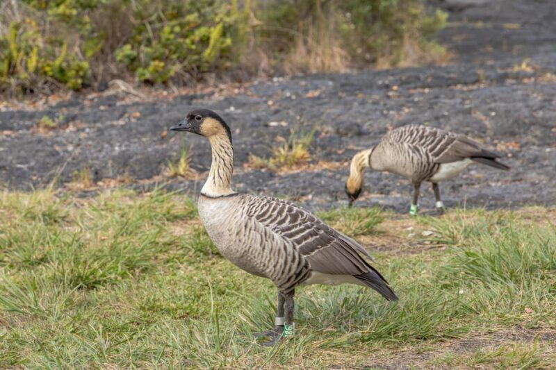 private-hilo-cruise-special-waterfalls-and-volcanoes