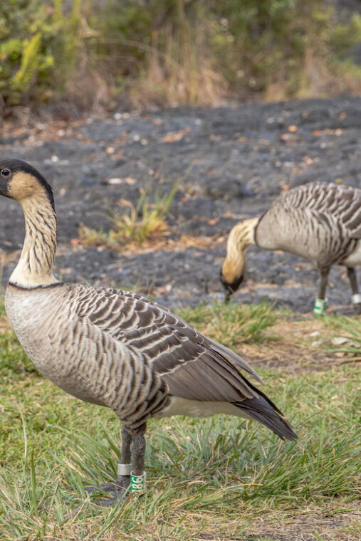 private-hilo-cruise-special-waterfalls-and-volcanoes